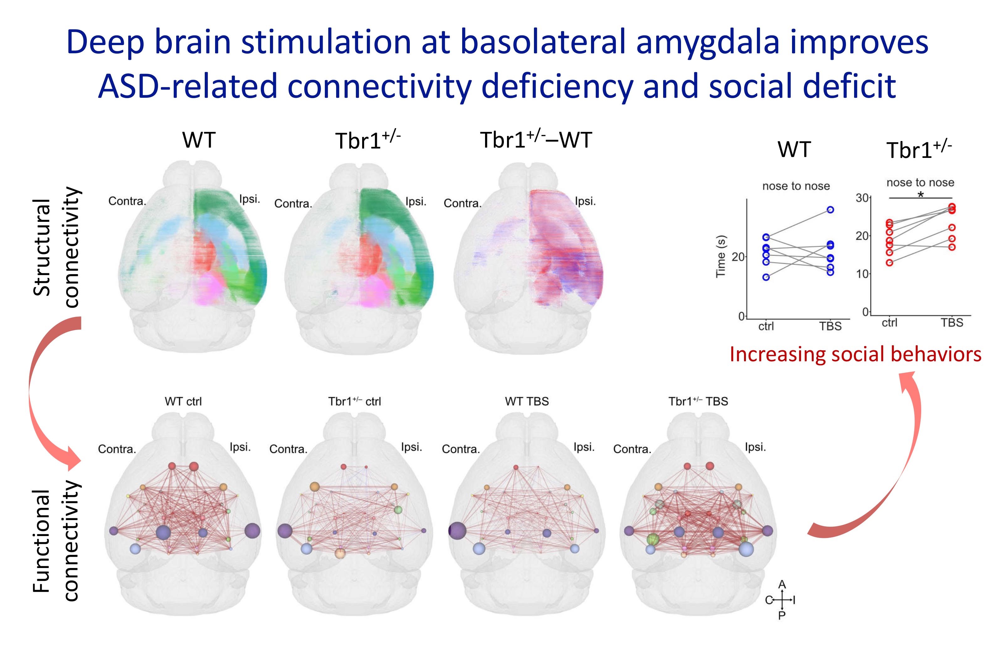Deep Brain Stimulation Improves Autism-related Connectivity Deficits: An Application of Whole Brain Mapping and Quantification